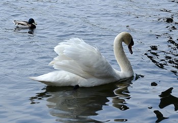 Łabędzie  © Iwona