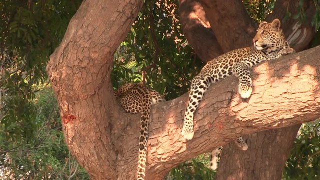 Two young leopards resting on the tree in Chobe National Park