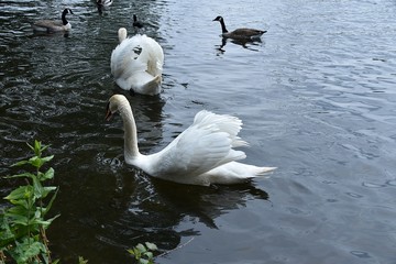 Łabędzie  © Iwona