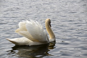 Łabędzie  © Iwona