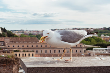 Rome seagull landscape sky