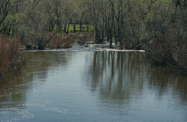 Fototapeta premium river in the forest