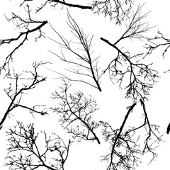 The seamless background is the silhouettes of the trees. Print tree branches. Vector illustration