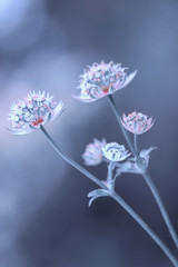 Fototapeta na wymiar Kwiat astrantia