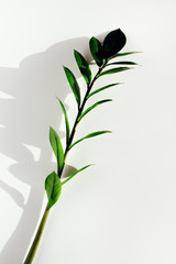 Vertical close up of green branch of tree or plant with leaves on white surface background with shadows on sunlight on sunset or sunrise. Organic concept, freshness of nature, farming and planting