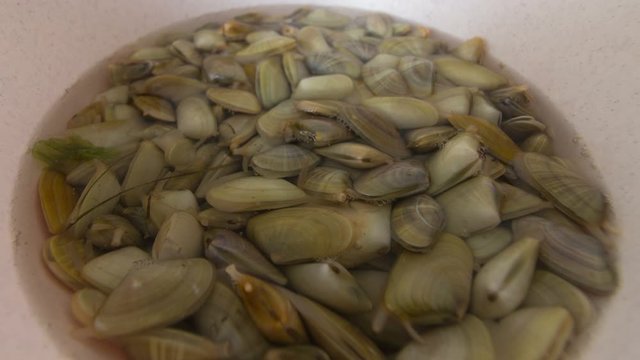 Donax trunculus, an edible species of saltwater clam, depuration time lapse, a bivalve in the family Donacidae. Native to Mediterranean and Atlantic coasts of western Europe.