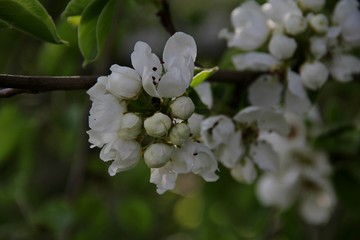 white flowers on a tree