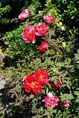Pink tree peony flower bud on the bush