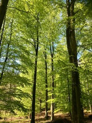 Fototapeta na wymiar Frühling im Wald junge grüne Baume Sonnenstrahlen durch die Blätter im Brekendorfer Forst in den Hüttenerzeugnisse Bergen