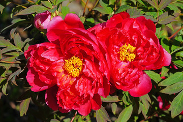 Pink tree peony flower bud on the bush