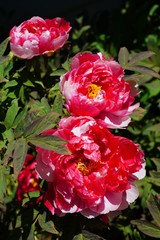 Pink tree peony flower bud on the bush