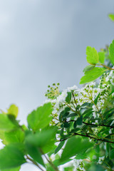 Fototapeta na wymiar flowering bush against the sky