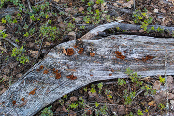 dead tree stump