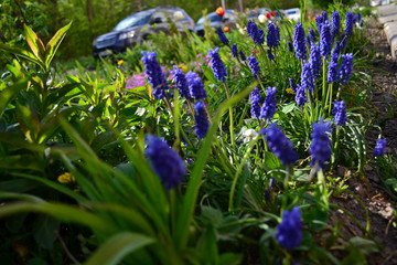 Blue hyacinth flowers blooming in the city. Growing near the road and cars.