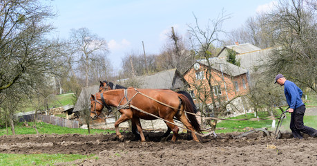 Man ploughing the field with horses