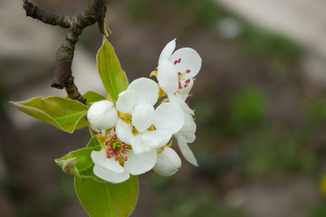 Beautiful pear tree branch with white blooming flowers close up, floral postcard, spring sunny day image, european garden in the morning, photo for printing on calendar,cover,wallpaper