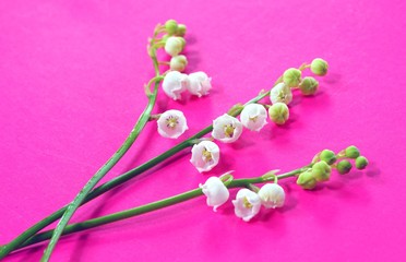 Fragrant stems of white Lily of the valley flower bells