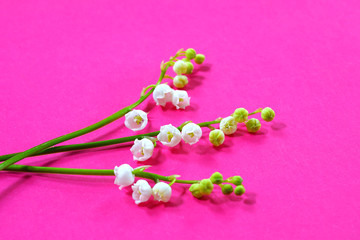 Fragrant stems of white Lily of the valley flower bells