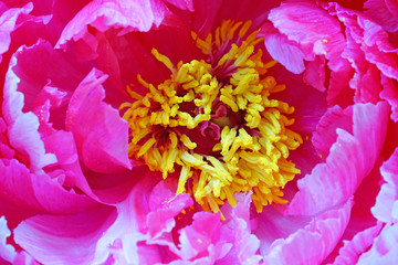 Full bloom close-up view of a pink tree peony flower with yellow stamens