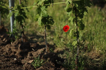 Narzisse w&auml;chst mitten im Weinberg