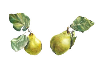 botanical watercolor illustration - quince
