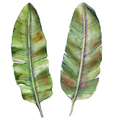 watercolor illustration - banana leaves