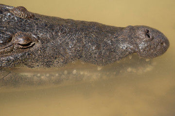 American Crocodile