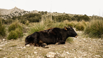 Wild brown cow in its natural Mediterranean habitat.