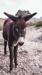 Wild brown donkey (from the Mediterranean) on a mountain in Mallorca.