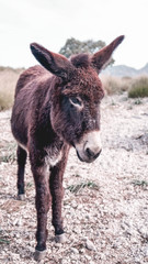 Wild brown donkey (from the Mediterranean) on a mountain in Mallorca.