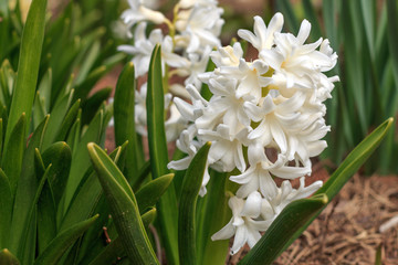 a beautiful pure white hyacinth growing outdoors