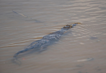 American Crocodile