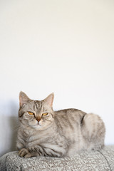 Portrait of a domestic cat. Scottish straight gray cat lies on the back of the sofa. Displeased look. Light background, copy space, vertical orientation.