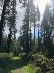 Fototapeta na wymiar Frühling im Wald junge grüne Baume Sonnenstrahlen durch die Blätter im Brekendorfer Forst in den Hüttenerzeugnisse Bergen