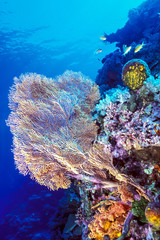 large soft coral on a reef