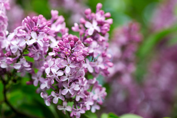 Fototapeta na wymiar Flowers with five or three petals on a lilac branch, a sign of good luck.