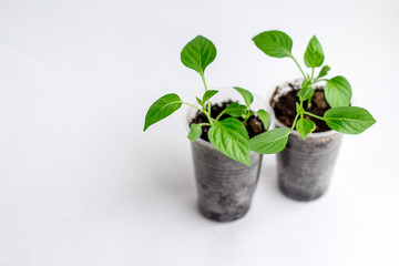 Young seedlings on a white background. seedlings ready for planting. the germs of life are drawn up
