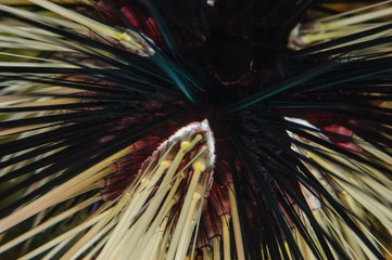 long spined sea urchin