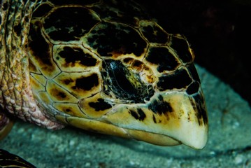 hawksbill turtle