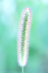 Obraz premium えのころ草