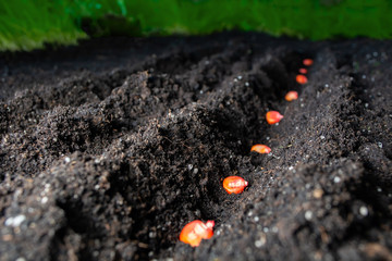 pickled corn seeds sown in rows in the ground