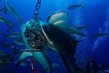 shark feed