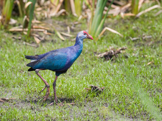 A Gray-headed Swamphen struts its stuff at the Stick Marsh, a nature preserve in Fellsmere, Florida.