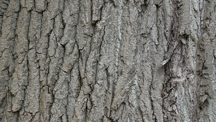 Old Wood Tree Texture Background Pattern