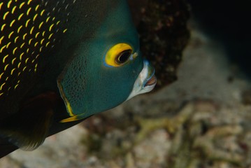 angelfish