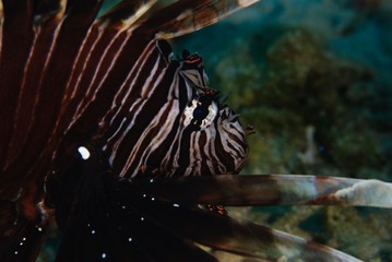 lionfish