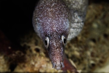 moray eel