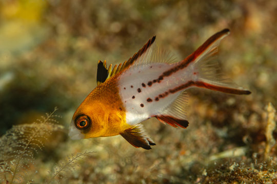 lyretail hogfish fish