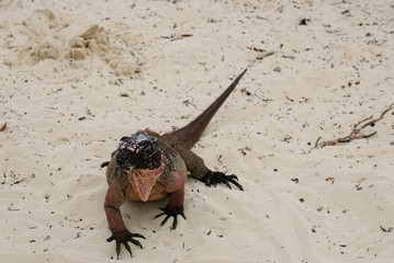 iguana on the beach, bahamas