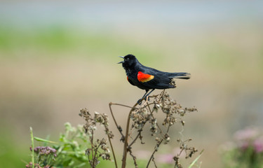 A Red-wing Blackbird sings at the Stick Marsh in Fellsmere, Florida.